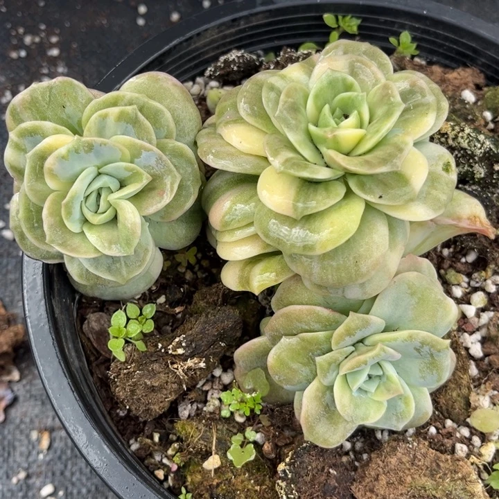 919可爱玫瑰锦群生