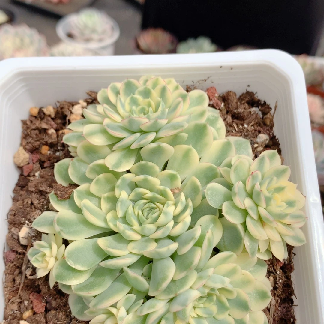 梦幻玫瑰锦一颗价格