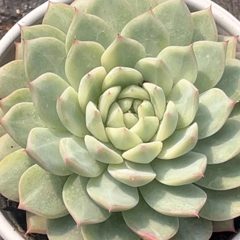 Tp 锦一颗价格发货