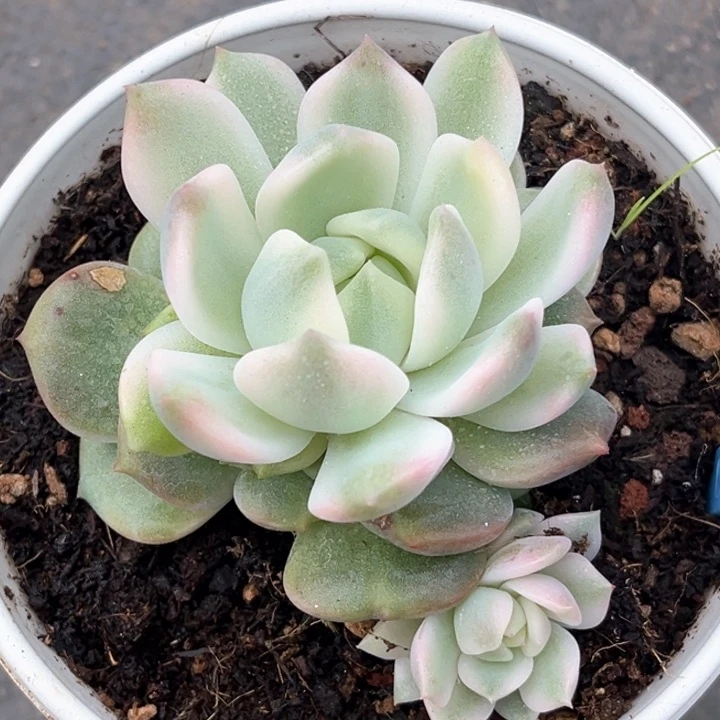 霜花锦一颗价格发货