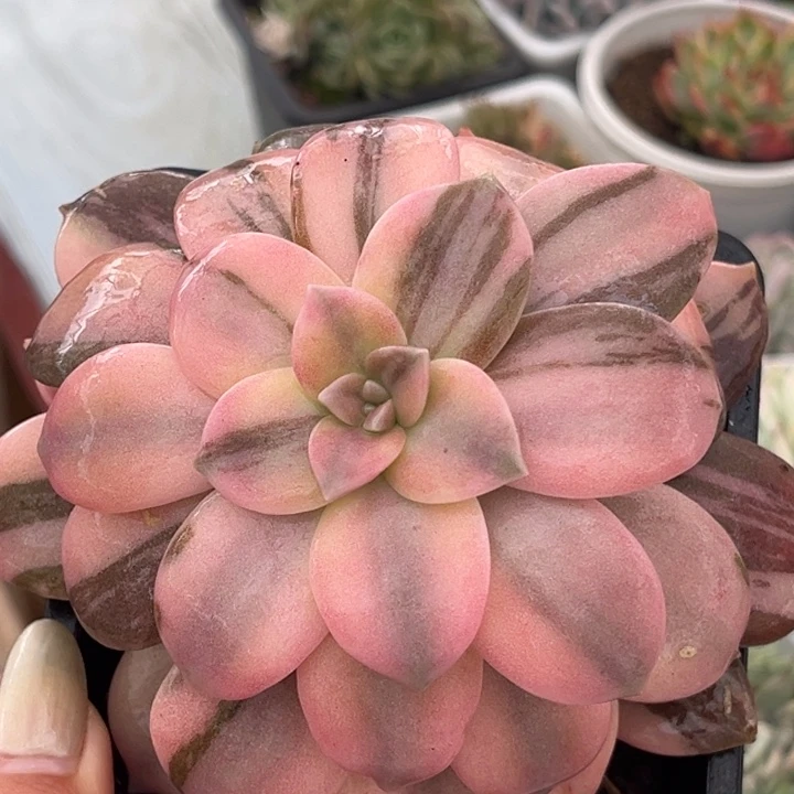 华丽风车锦一颗价格