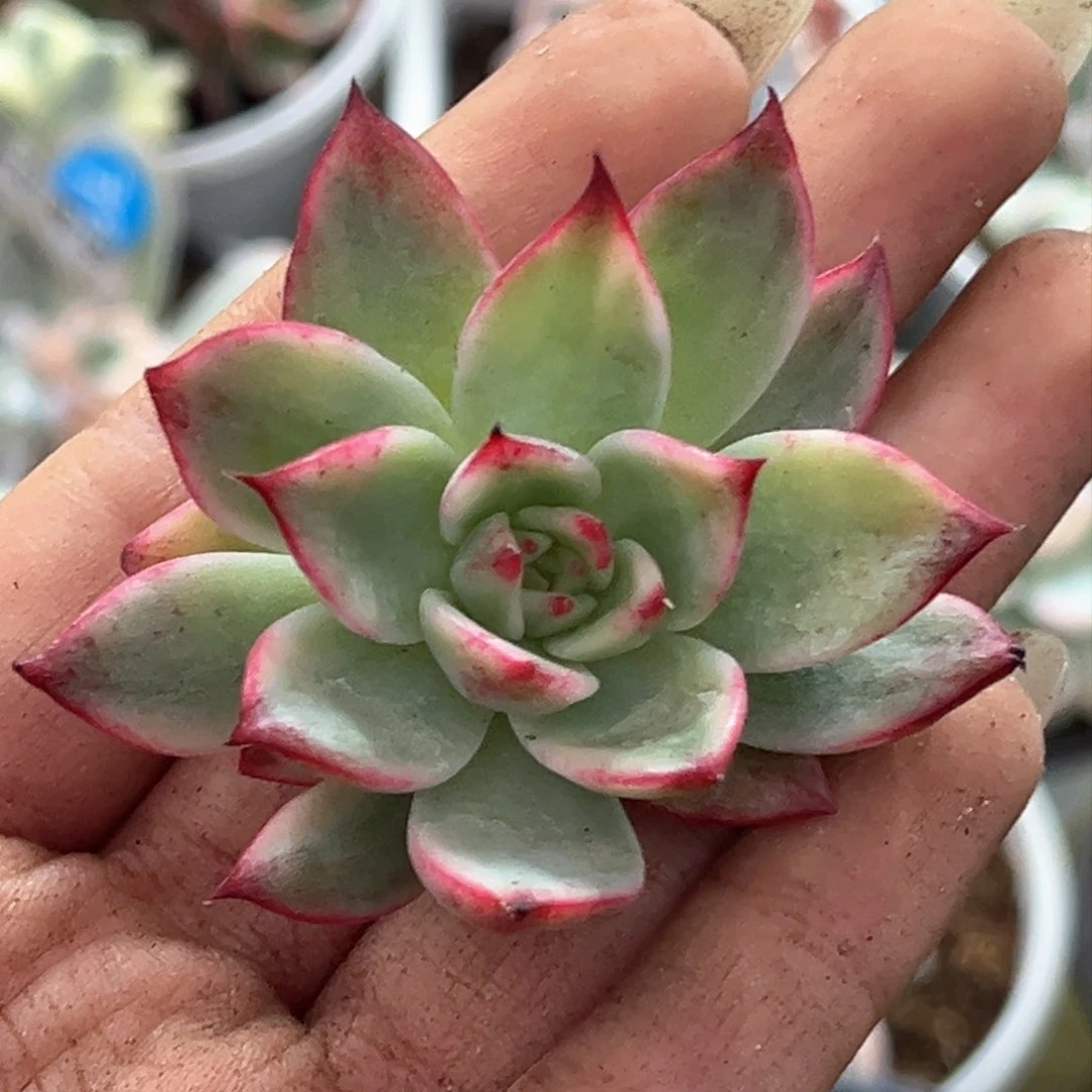 桃花锦无根主头一颗