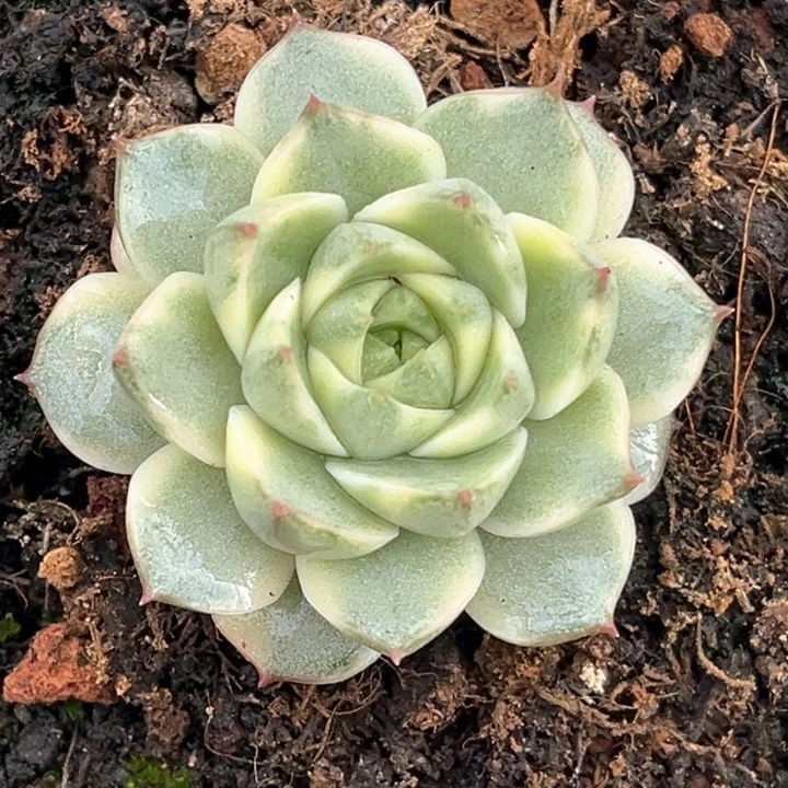 法比奥拉锦一颗价格发货