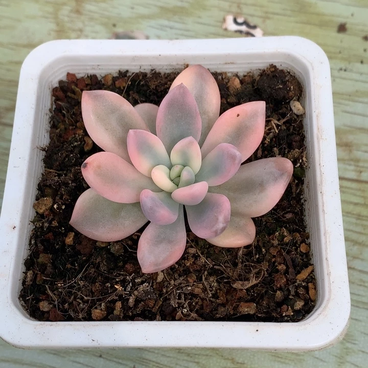 奥普锦一颗价格发货