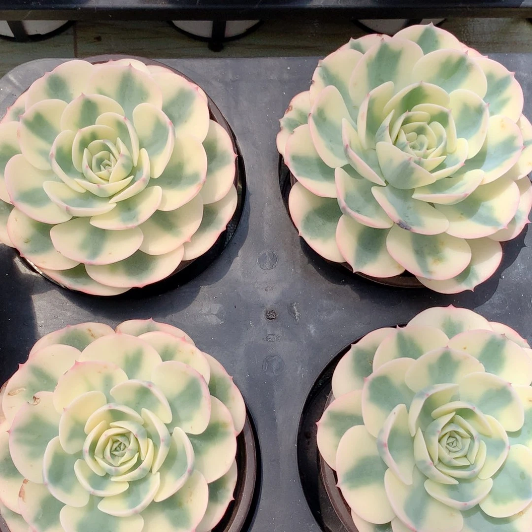 玉蝶锦一颗价格发货