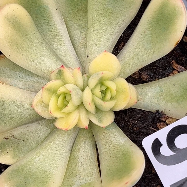 草莓冰锦一颗216