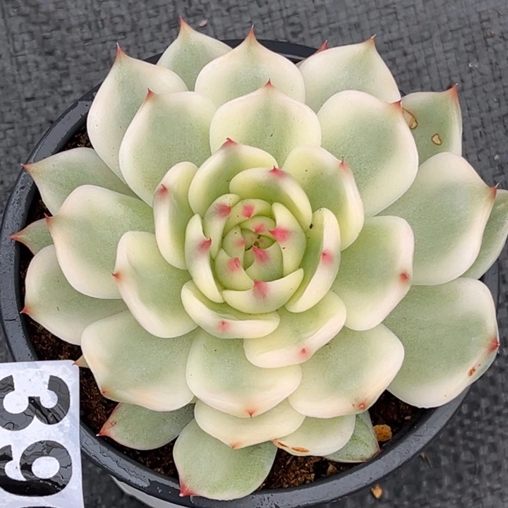 吉娃娃锦大锦边390