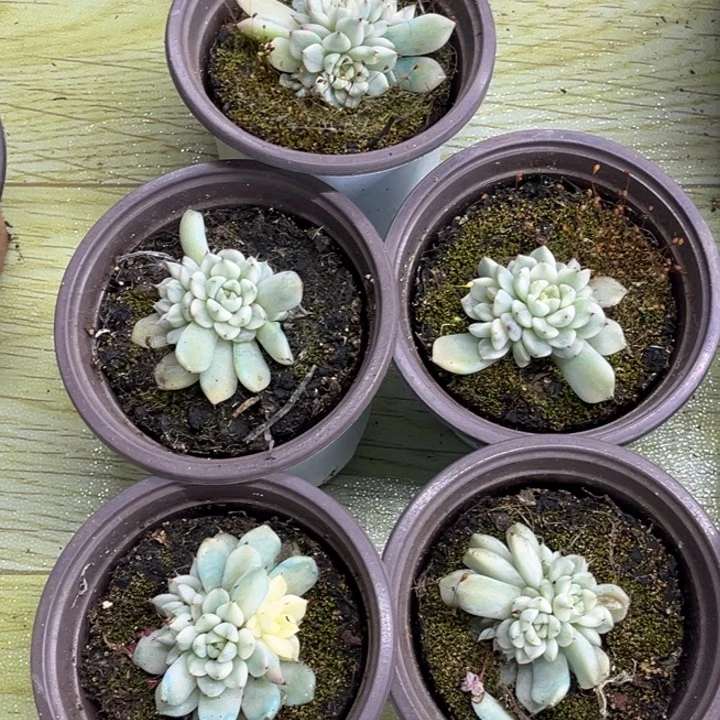 妲己锦群生一颗价格