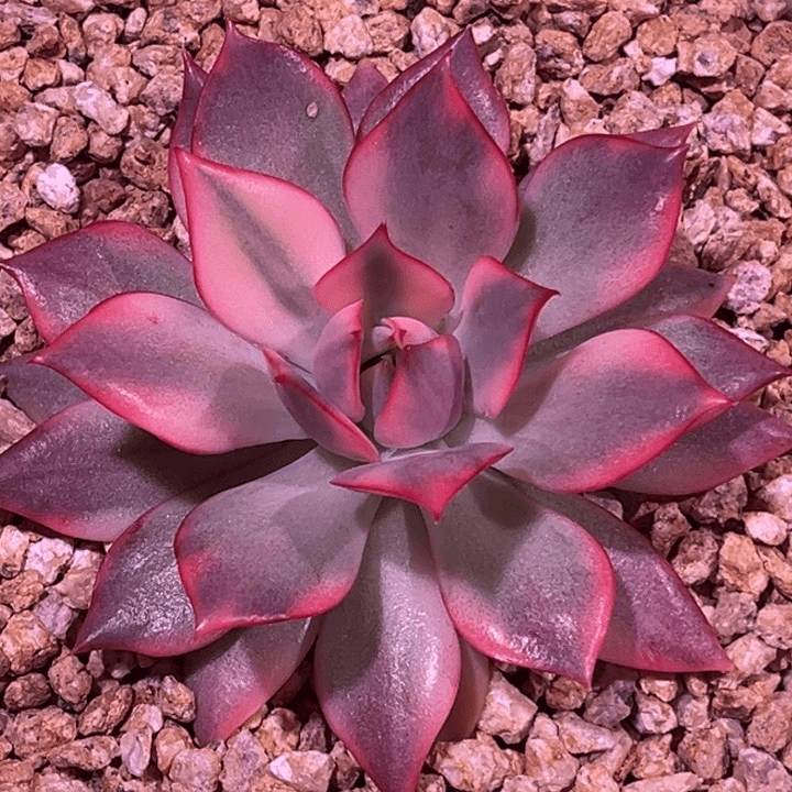 红锦宝莲灯锦腹轮锦