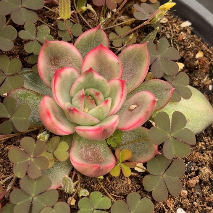 野马东云锦腹轮锦