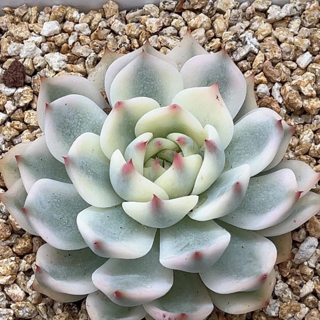 吉娃娃锦大锦边一颗价格