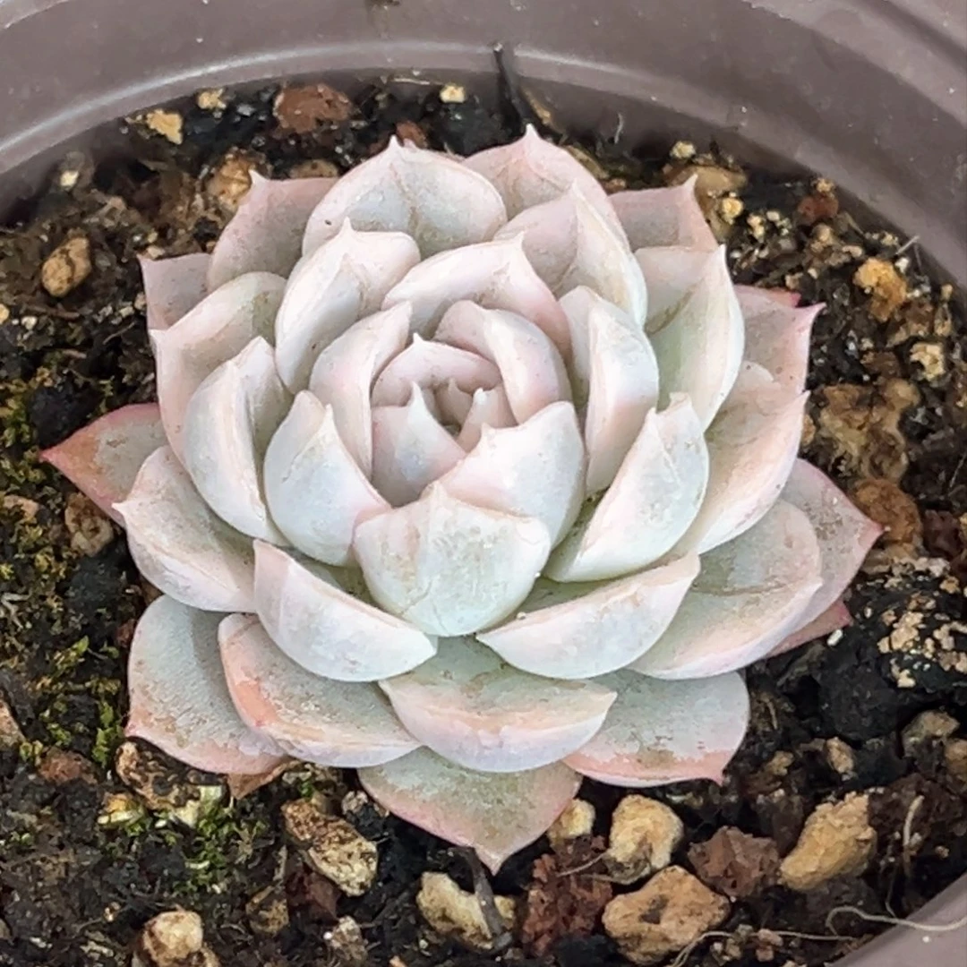 雪球锦一颗价格多肉