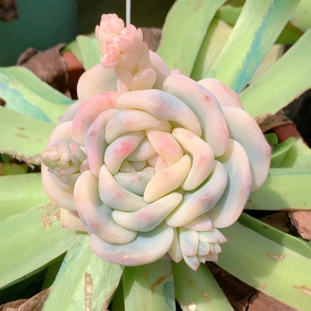 星颖锦一颗价发货