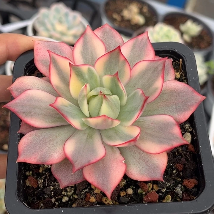 红锦宝莲灯腹轮锦