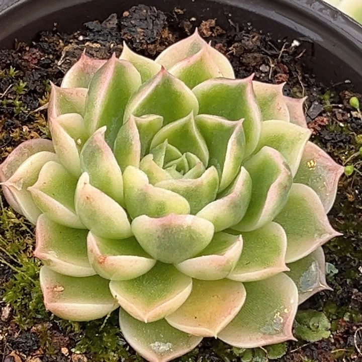 海琳娜锦一颗价格