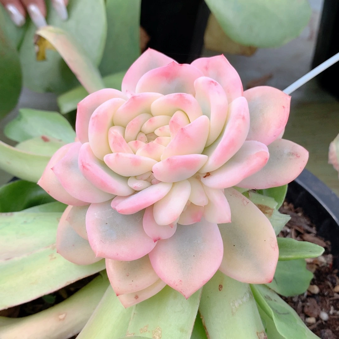 梦露锦捧花一颗价格
