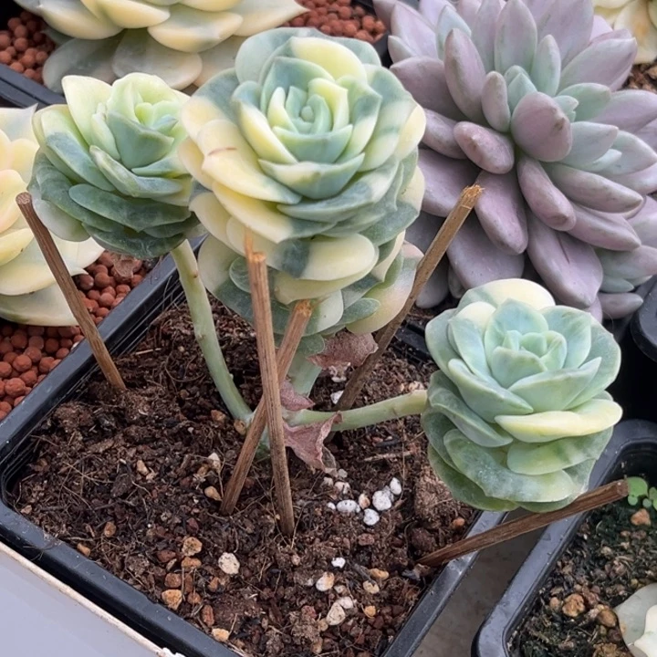 可爱玫瑰金一棵花脸锦