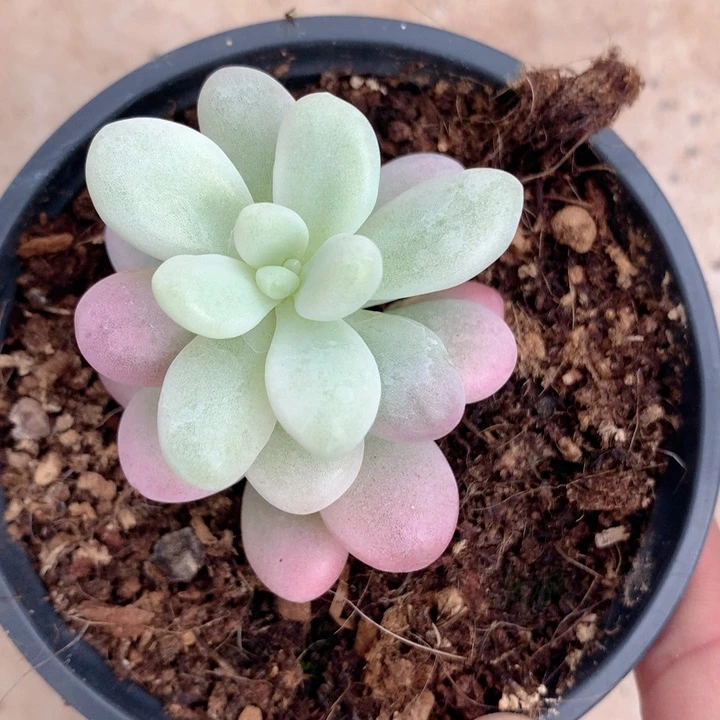 白洛神锦锦锦发货