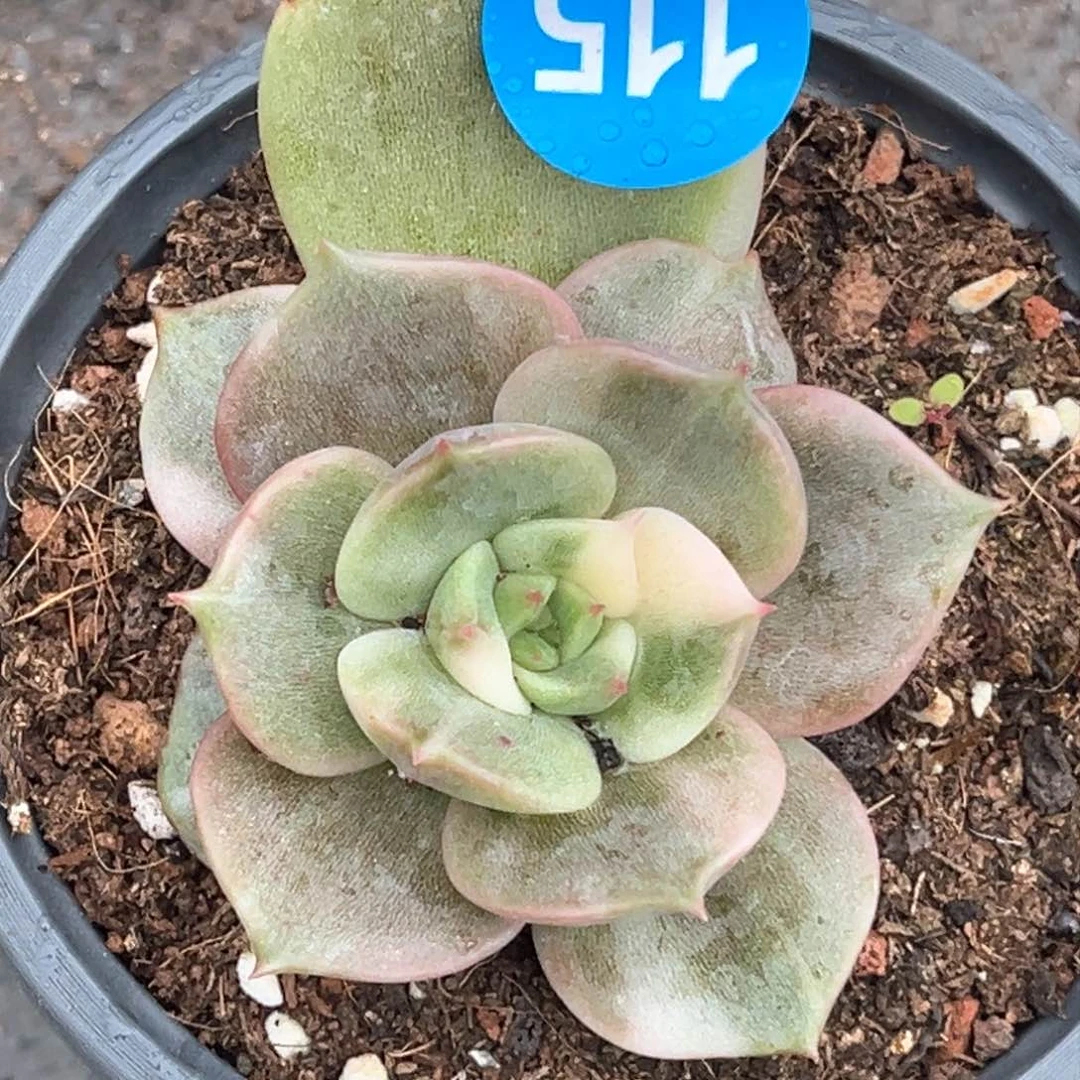 贝加尔湖锦花脸115