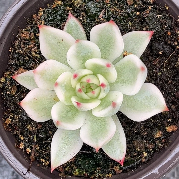 吉娃娃锦一颗价格268