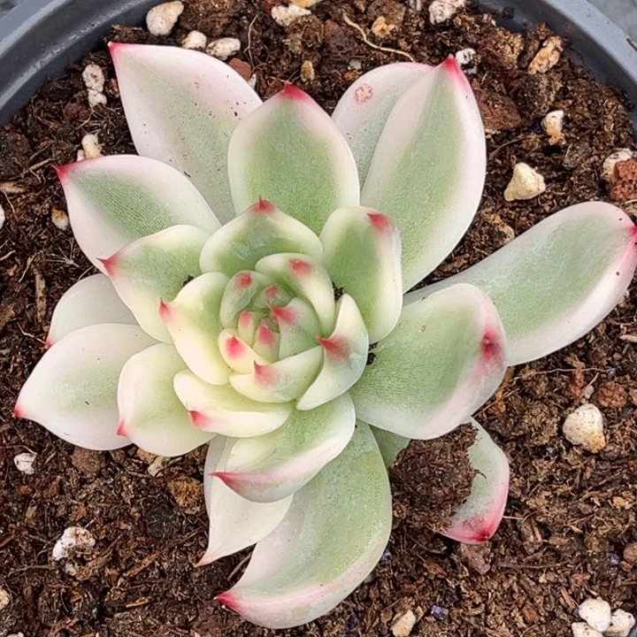 吉娃娃锦一颗价格230多肉