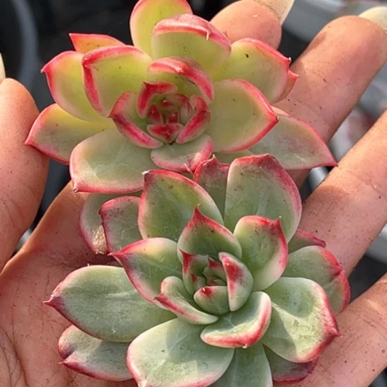 桃花锦主头一颗价格