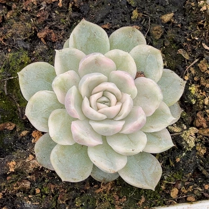 507雪球锦一颗价格