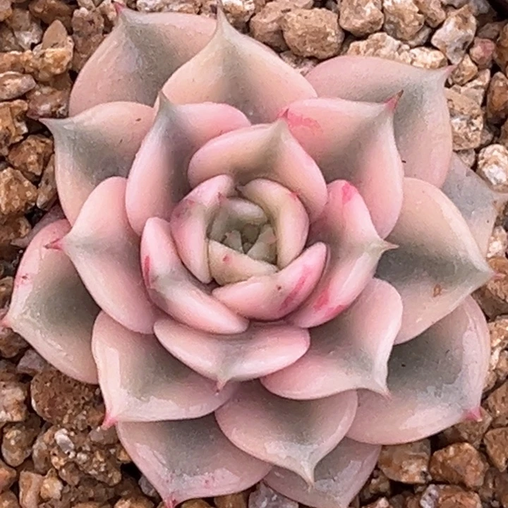 贝加尔湖模特大锦边