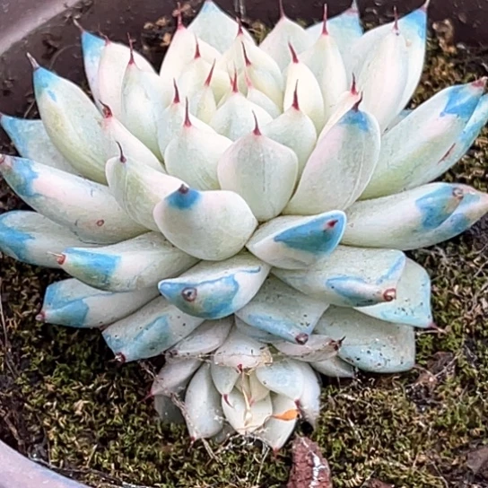 妲己锦带崽一颗多肉