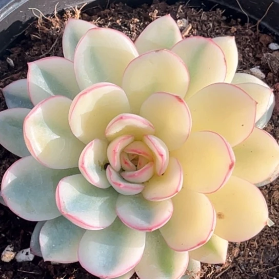 雨燕座白腹轮锦一颗