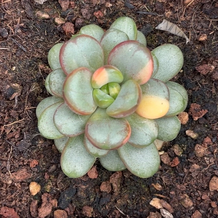 葡萄锦花脸锦多肉锦