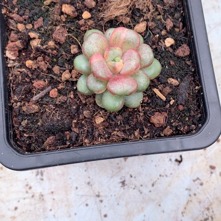 葡萄锦多肉寄养锦