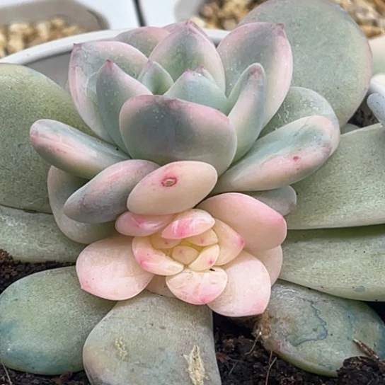 橙梦露锦带缀化多肉