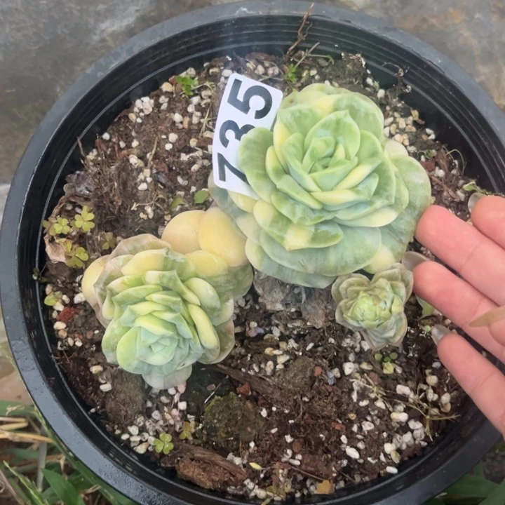 735可爱玫瑰锦群生