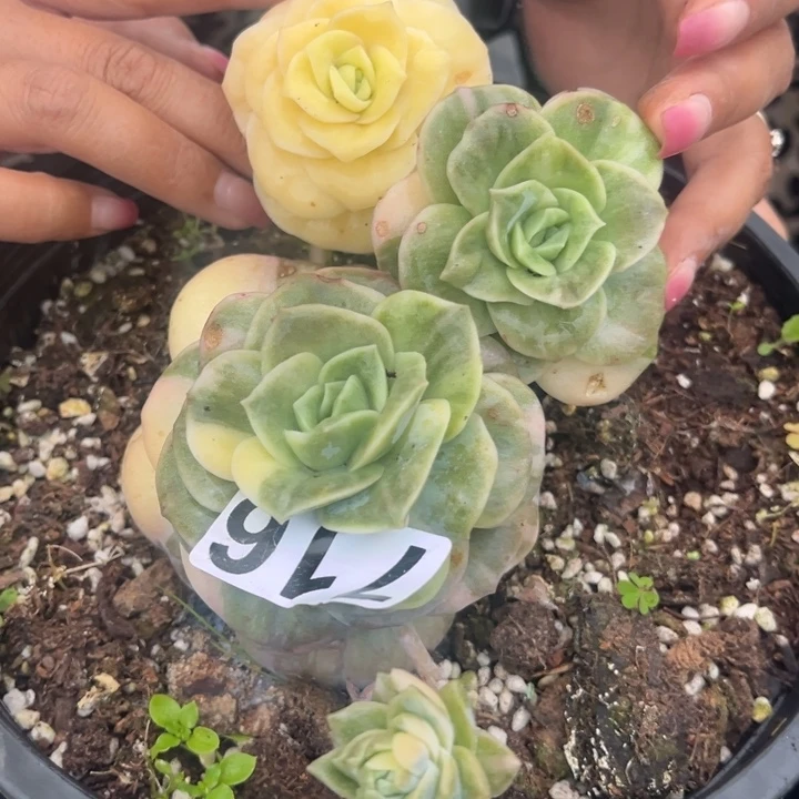 716可爱玫瑰锦群生