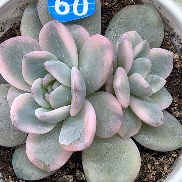 橙梦露锦一颗价格60