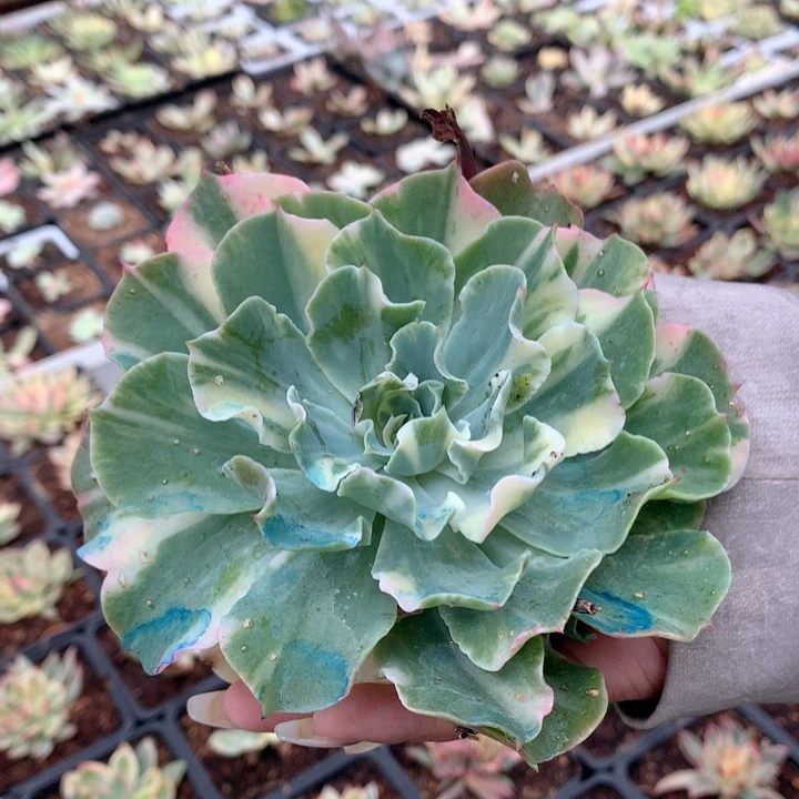 海啸锦捧花寄养多肉