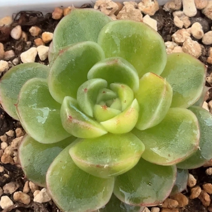 水晶蛋糕锦一颗价格多肉