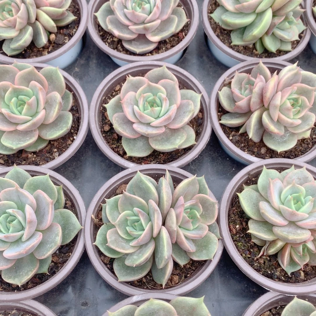 贝加尔湖锦一颗价发货