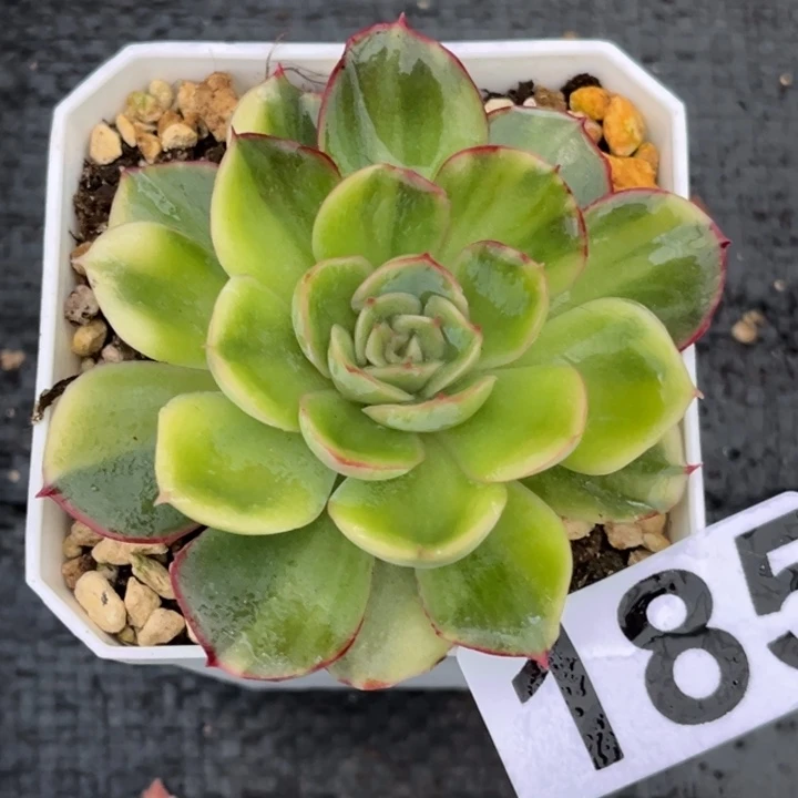 武仙座锦一颗185