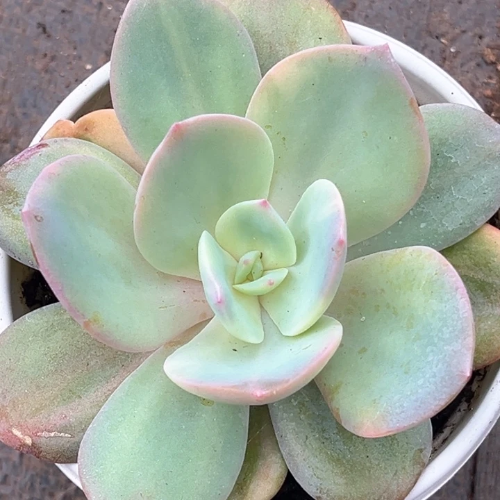 白凤锦一颗价格发货