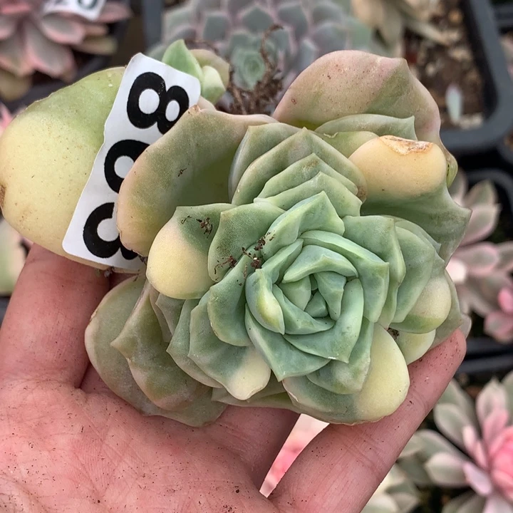 带***芦863可爱玫瑰左上角