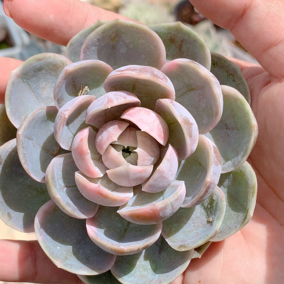 蓝色惊喜锦一颗价格