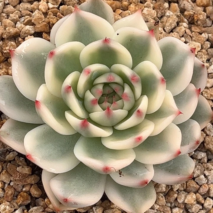 吉娃娃锦一颗价格发货