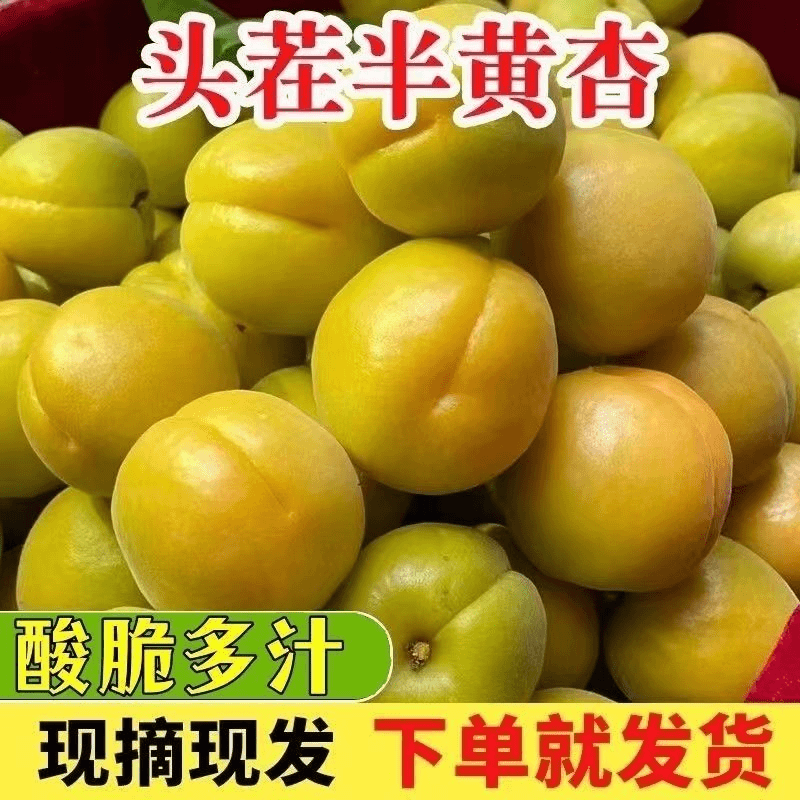半青半黄金太阳杏微黄杏应季酸脆孕妇水果新鲜采摘酸酸脆整箱批发