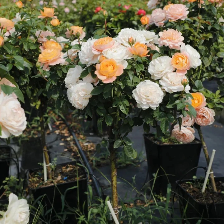 寿县北山月季基地直发室内外耐寒抗旱