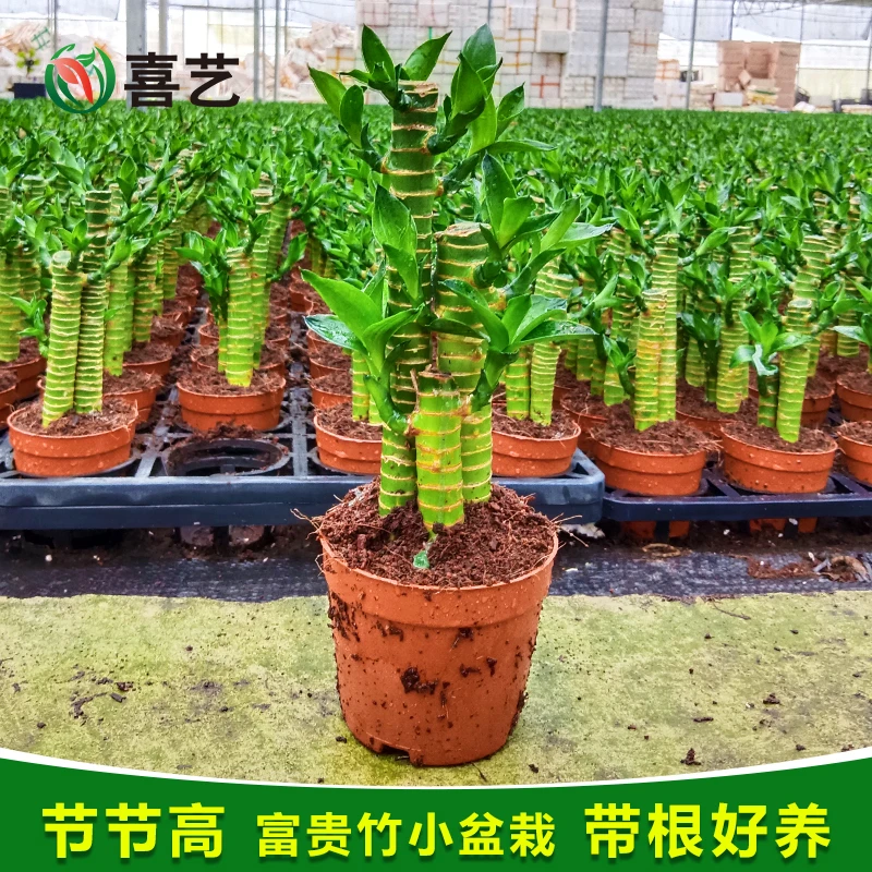 节节高步步高富贵竹文昌竹小盆栽绿植花卉室内客厅好养活四季常青