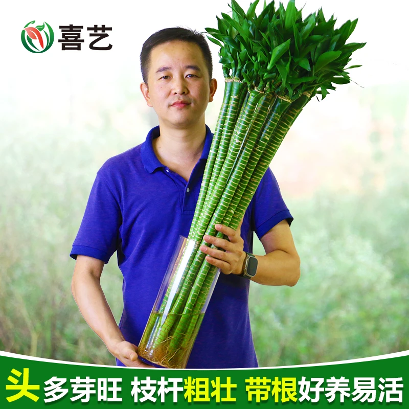 粗杆文昌竹龙竹文竹观音竹发财竹富贵竹植物水养客厅绿植水培花卉