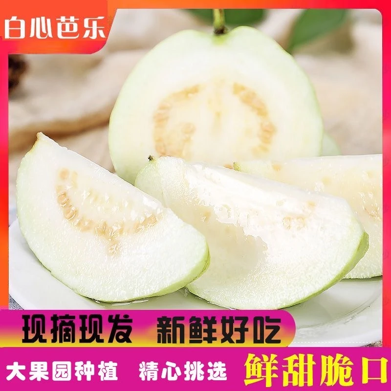 广东白心芭乐产地直供采摘现发新鲜珍珠番石榴应季水果清甜口感