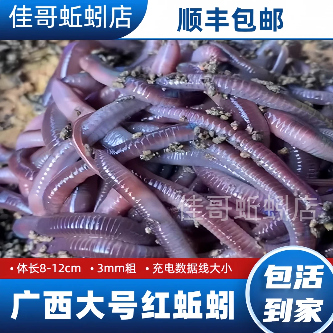 【顺丰包邮】大号蚯蚓鲜活红虫垂钓活饵野钓叉尾黄辣丁蚯蚓顺丰牛粪